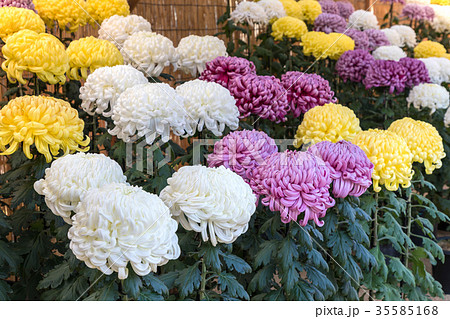 菊花展　鮮やかに咲き誇る菊の花 35585168