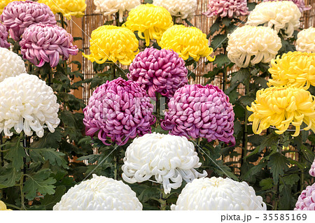 菊花展　鮮やかに咲き誇る菊の花 35585169