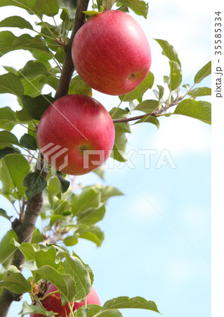 りんご（シナノスイート） 35585334
