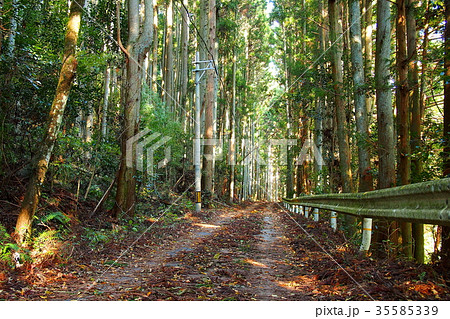 山中の道（愛知県豊田市：三河湖下流の巴川右岸） 35585339