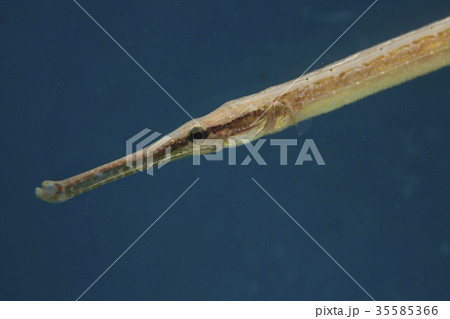 ヨウジウオ ヨウジウオ 35585366