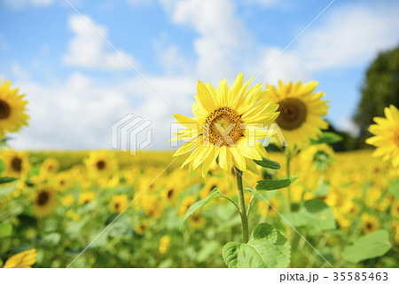 ヒマワリ 35585463