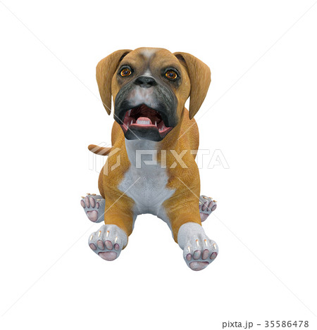 犬 犬 35586478