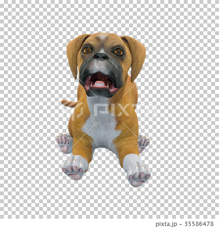 犬 犬 35586478