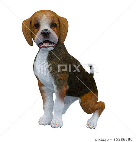 ビーグル犬 ビーグル犬 35586596