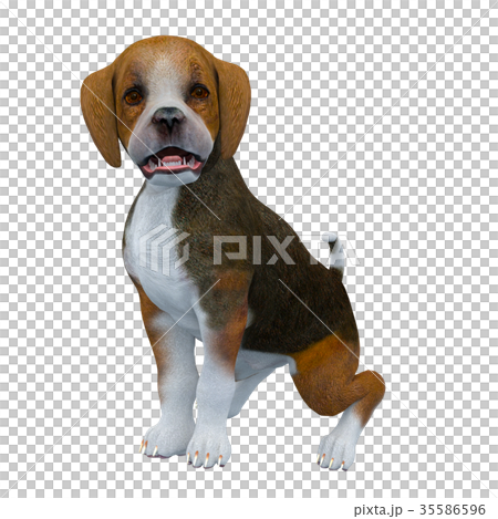 ビーグル犬 ビーグル犬 35586596