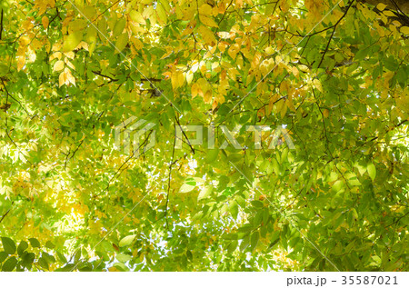 里山の紅葉　ケヤキ 35587021