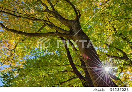 里山の紅葉 ケヤキ 里山の紅葉 ケヤキ 35587028