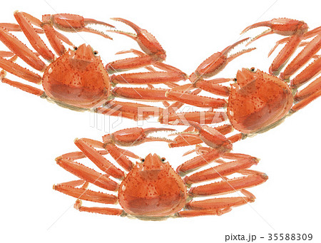 松葉ガニ　ズワイガニ　 35588309