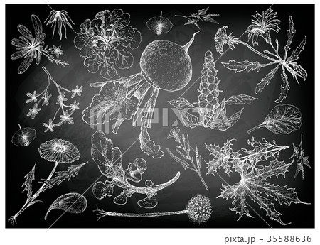 Hand Drawn of Leafy and Salad Vegetable Hand Drawn of Leafy and Salad Vegetable 35588636