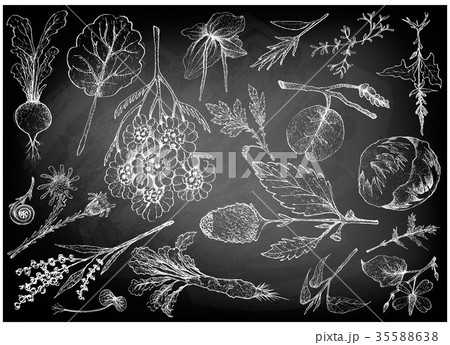 Hand Drawn of Leafy and Salad Vegetable 35588638