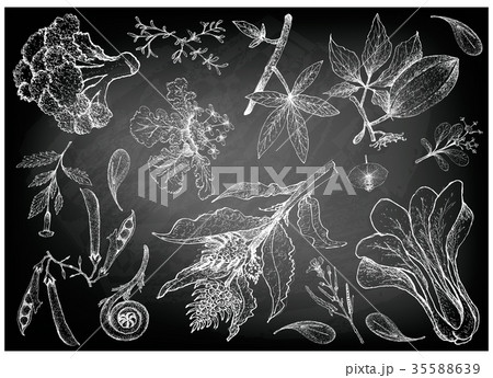 Hand Drawn of Leafy and Salad Vegetable 35588639