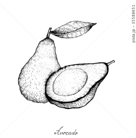 Fresh Green Avocados on White Background Fresh Green Avocados on White Background 35588651
