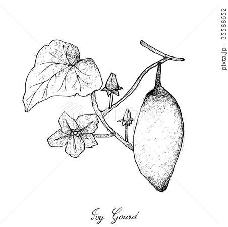 Hand Drawn Of Coccinia Grandis Fruits Or Ivy Gourdのイラスト素材