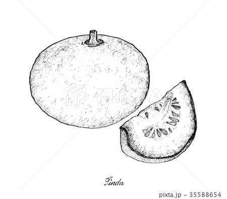 Hand Drawn of Fresh Figs in White Background 35588654