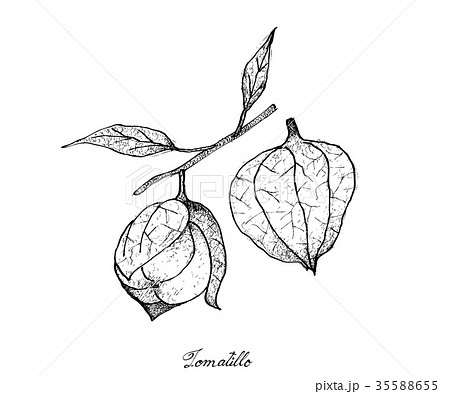 Hand Drawn Of Fresh Tomatillos In White Backgroundのイラスト素材 35588655 Pixta