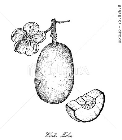 Hand Drawn of Winter Melon Plants with Fruit 35588659
