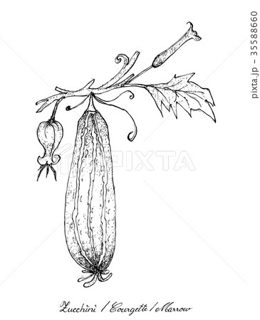 Hand Drawn of Fresh Zucchini Fruits with Flowers 35588660