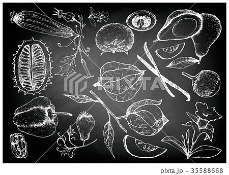 Hand Drawn of Gourd and Squash Fruits Hand Drawn of Gourd and Squash Fruits 35588668