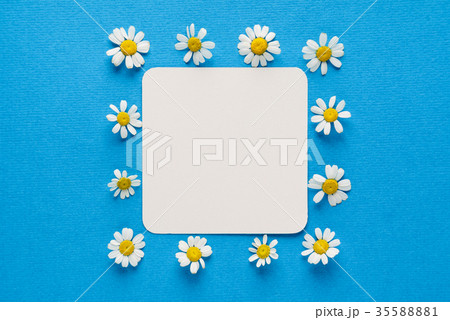daisy flowers on the empty card daisy flowers on the empty card 35588881