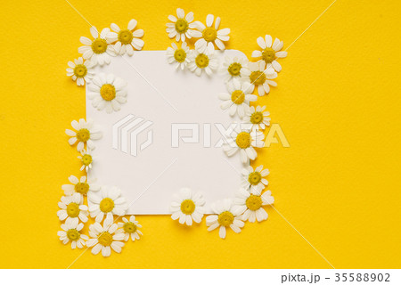 daisy flowers on the paper card daisy flowers on the paper card 35588902