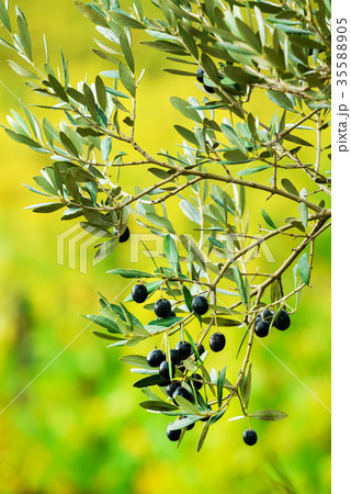 italian autumn 35588905