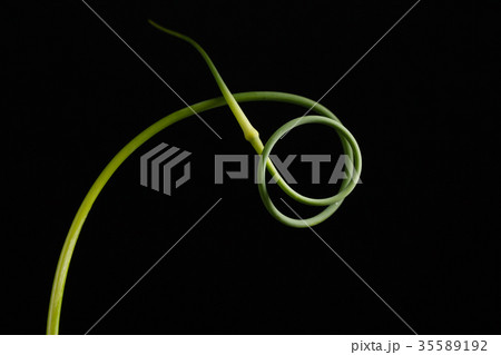 garlic scape garlic scape 35589192
