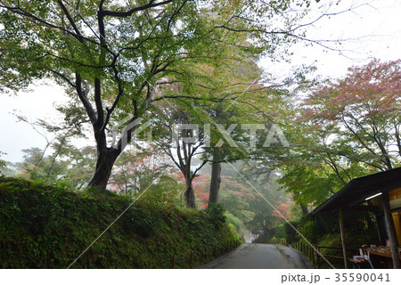 平泉　中尊寺　参道 35590041