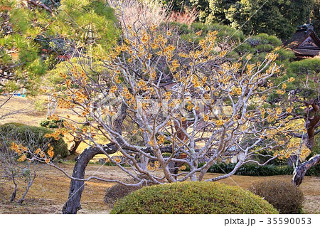 黄色いマンサクの花 黄色いマンサクの花 35590053