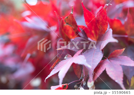 秋の紅葉 秋の紅葉 35590665