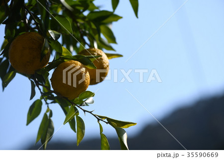 柚子の果実 柚子の果実 35590669