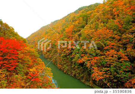 紅葉 長内渓流 秋 紅葉 長内渓流 秋 35590836