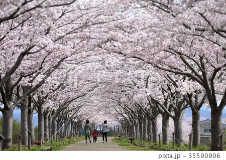 おの桜づつみ回廊 35590906