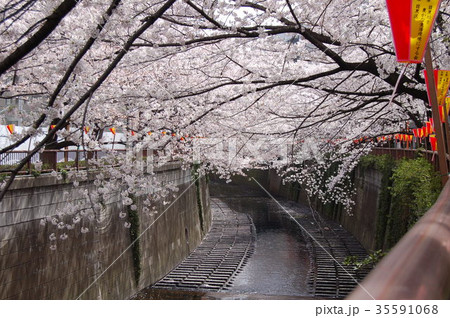 目黒川の桜満開 目黒川の桜満開 35591068