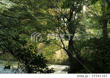 朝の光 小金井公園 朝の光 小金井公園 35591165
