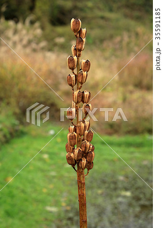 オオウバユリの実　只見町 35591185