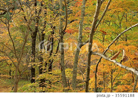 落葉樹林の紅葉 山王トンネル 落葉樹林の紅葉 山王トンネル 35591188