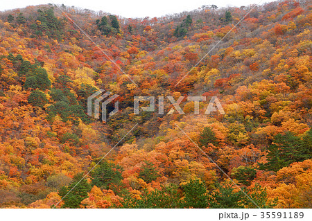 里山の紅葉　南会津町 35591189