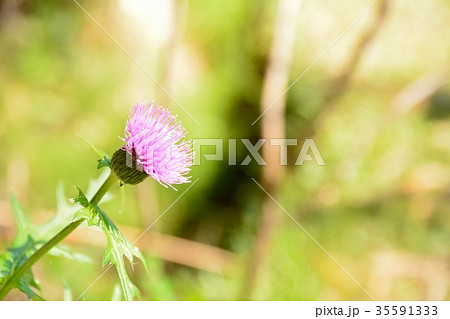 アザミの花の写真素材