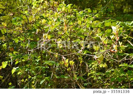 サルトリイバラの新緑 35591336