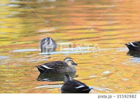紅葉時期のカルガモ 35592982