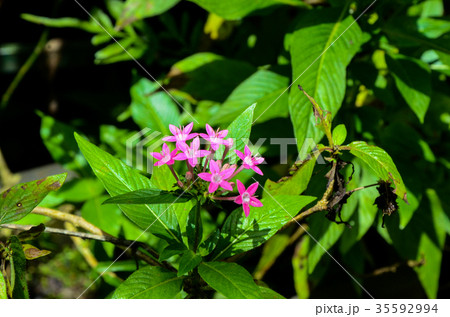 木の葉 葉 草の葉 35592994