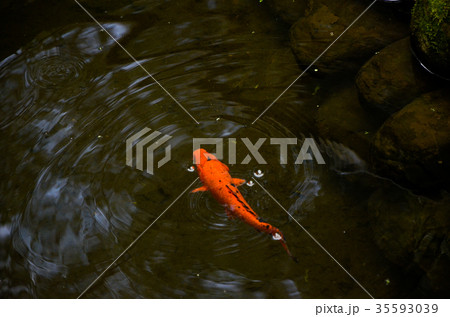 鯉 コイ にしきごい 35593039