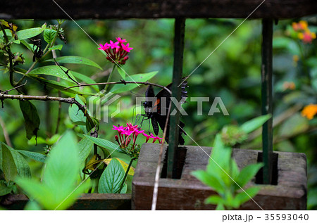 あげは蝶 キアゲハ 揚羽 35593040