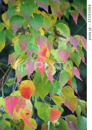 ナンキンハゼの紅葉 35593068