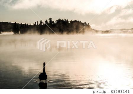 Duck swimming ake of two rivers in algonquin Duck swimming ake of two rivers in algonquin 35593141
