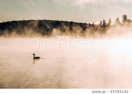Duck swimming ake of two rivers in algonquin Duck swimming ake of two rivers in algonquin 35593142