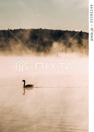 Duck swimming ake of two rivers in algonquin 35593144