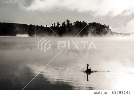 Duck swimming ake of two rivers in algonquin Duck swimming ake of two rivers in algonquin 35593145
