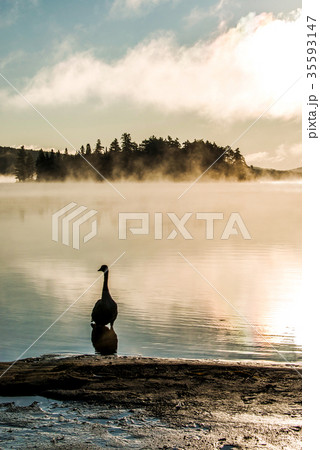 Duck swimming ake of two rivers in algonquin Duck swimming ake of two rivers in algonquin 35593147